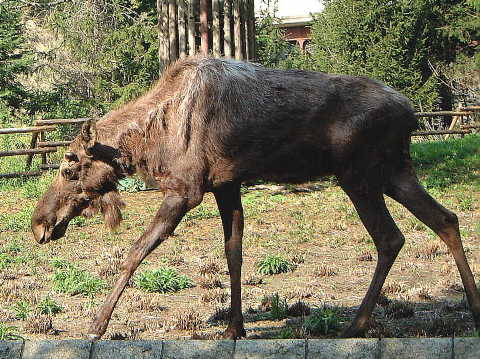 アメリカヘラジカ ムース 動物図鑑 動物写真のホームページ